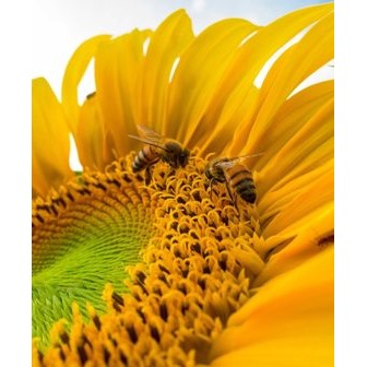 /affordable-bee-removal_167080.jpg