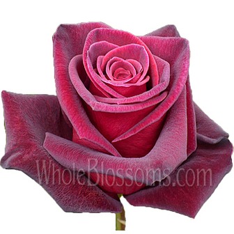 /black-baccara-roses_370157.jpg