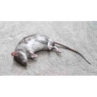 /dead-animal-removel_353977.jpg