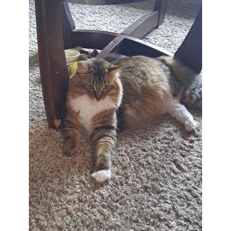 /lambertvillevet1_368429.jpg