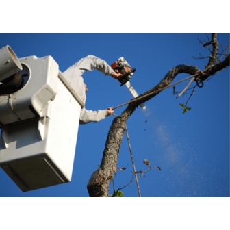 /tree-removal-summerville-sc-21_282661.png