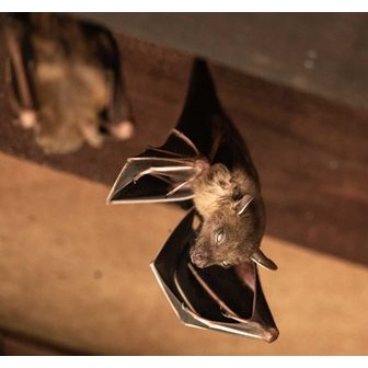 /wildlife-bats-e1674153695515_288945.jpg