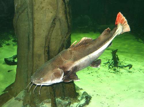 Aquarium Catfish Pictures