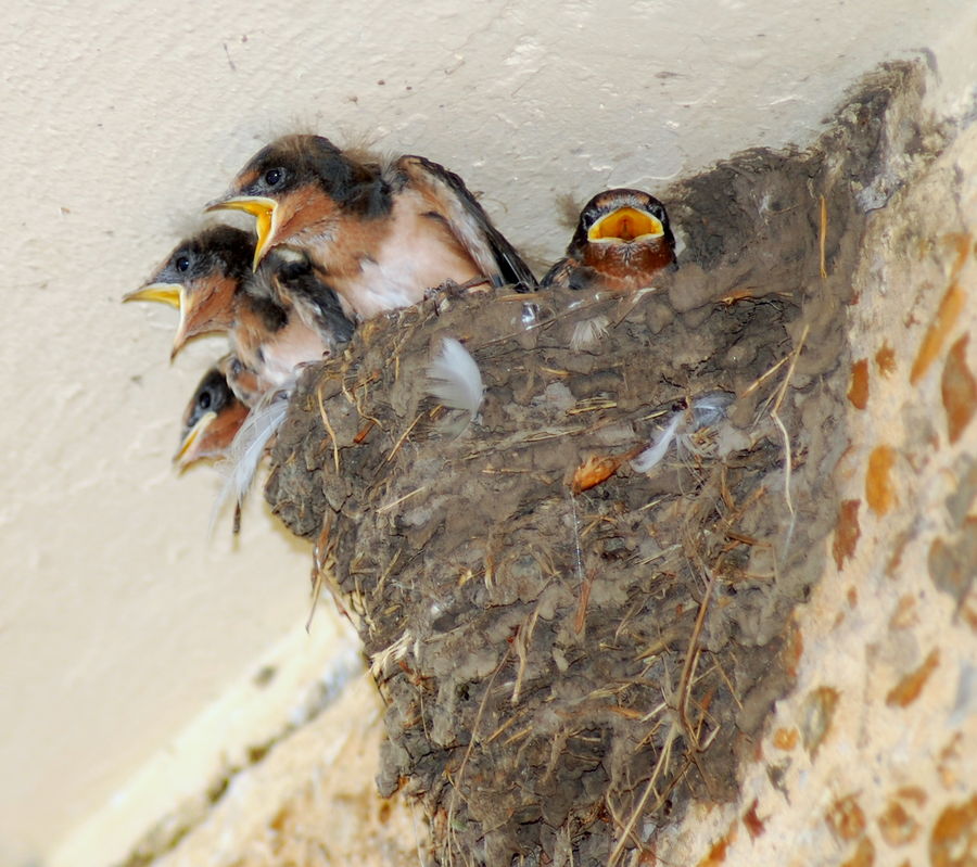 Baby Barn Swallow 109