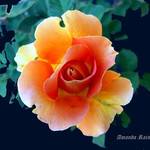 Apricot Heaven