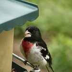 Rosebreasted Grosbeak