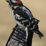 Woodpecker