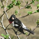 Rosebreasted grosbeak