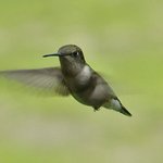 Hummingbird