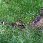 Sleeping Mum And Babies