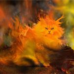 Burn Kitty