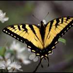 Swallowtail