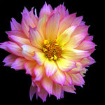 Dahlia Delight