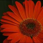 Red Daisy