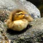 Sleepy Duckling
