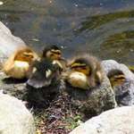 Resting Ducklings