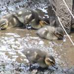 Ducks In Mud