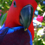 Eclectus