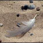 Feather on Beach