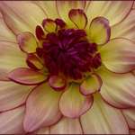 Amazing Dahlia