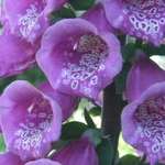 Foxgloves