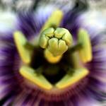 Heart of the Passionfruit