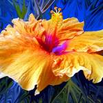 Hibiscus Blue