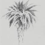 palm tree