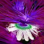 Passion Burst