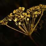 Golden Light on Weed