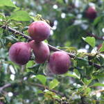 Plum Season