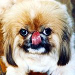 Pugsley