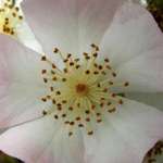 Close Up Of Wild Rose