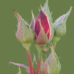 New Rose Buds