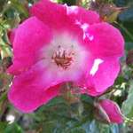 Wild Rose