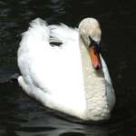 New Swan#1