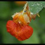 Jewel Weed